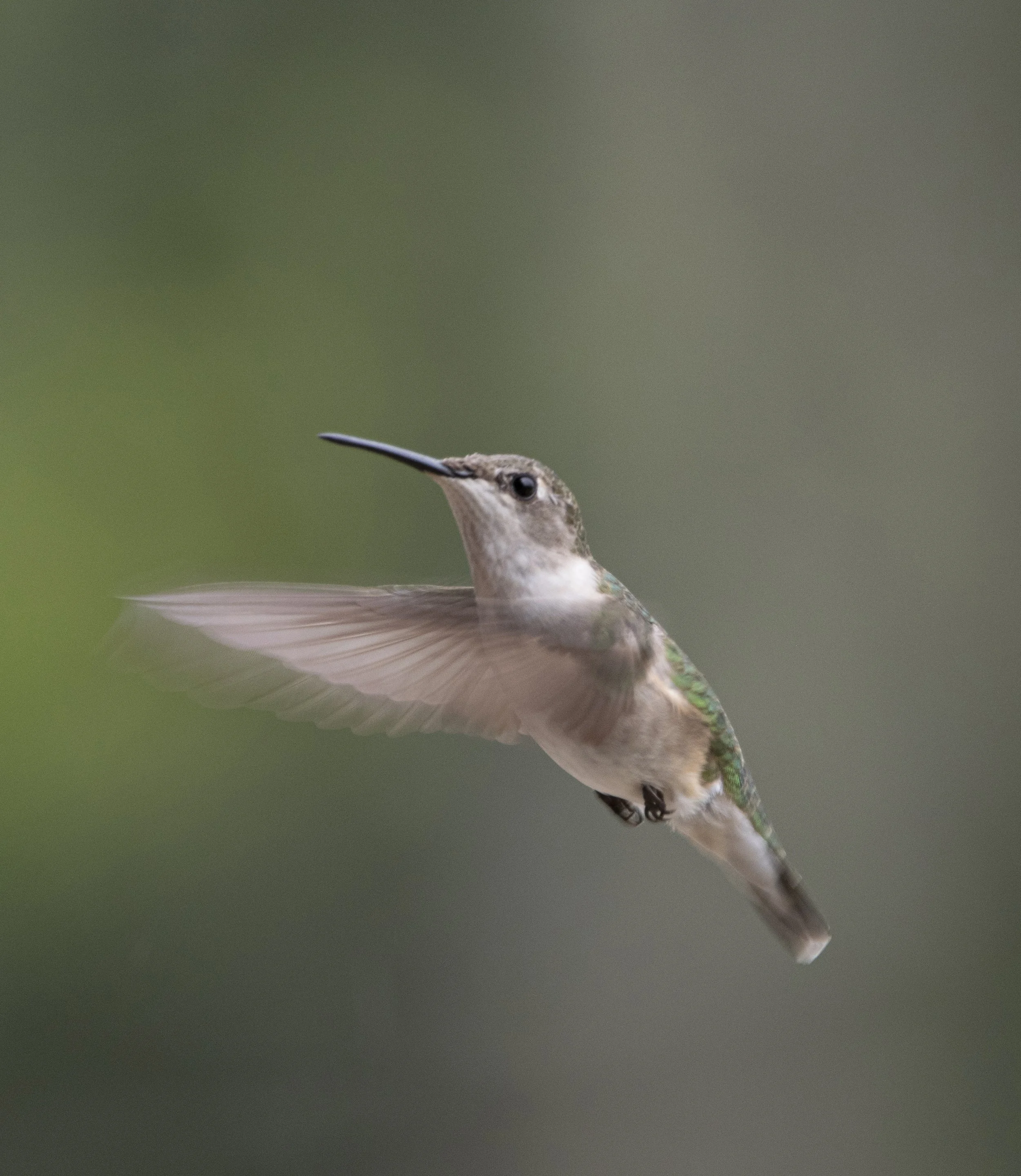 Hummingbird in Flight