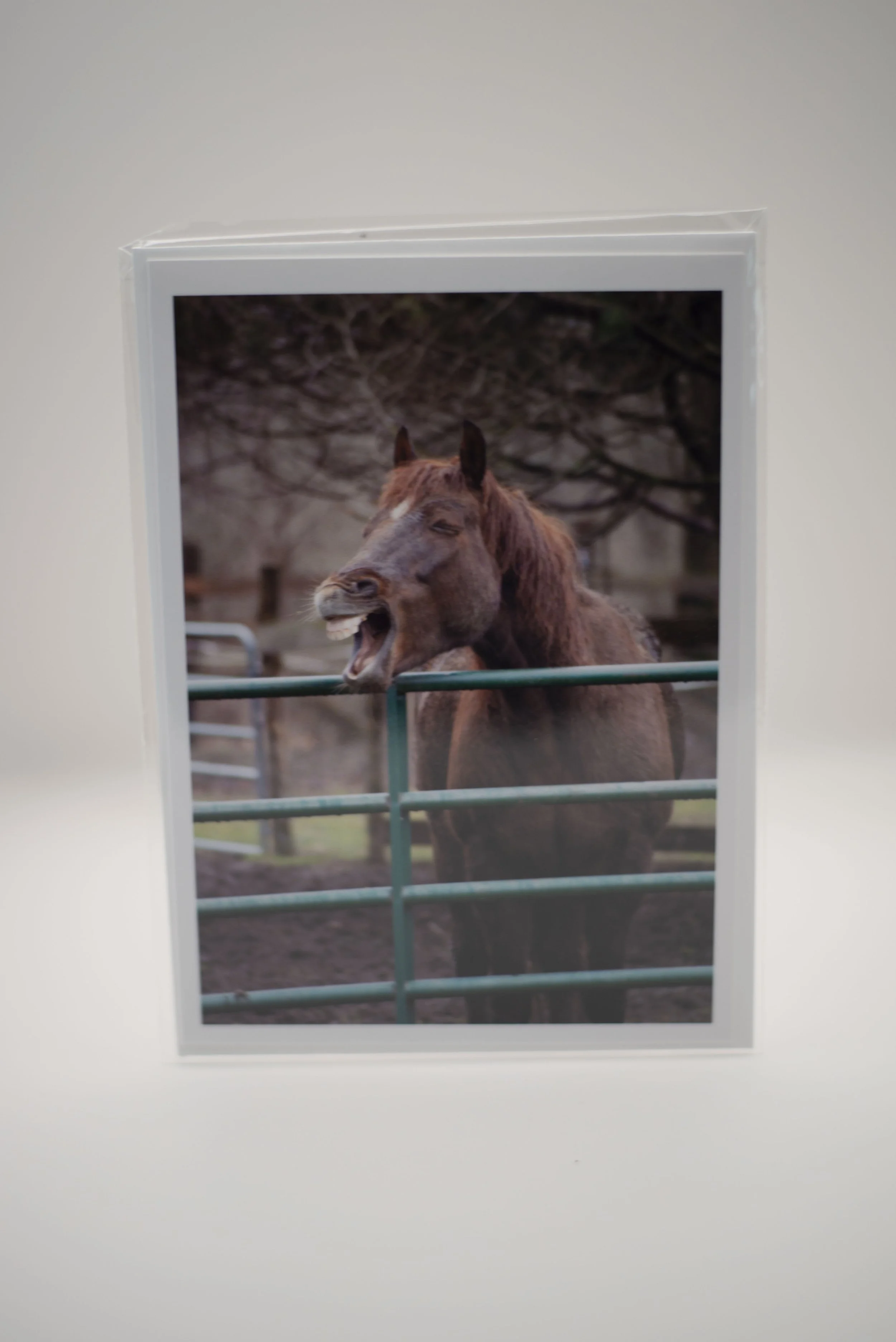 Laughing Horse Notecard