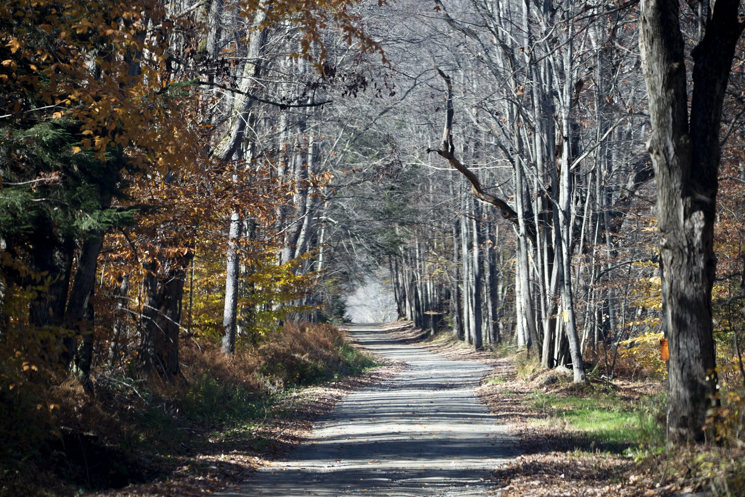 Remnants of Fall