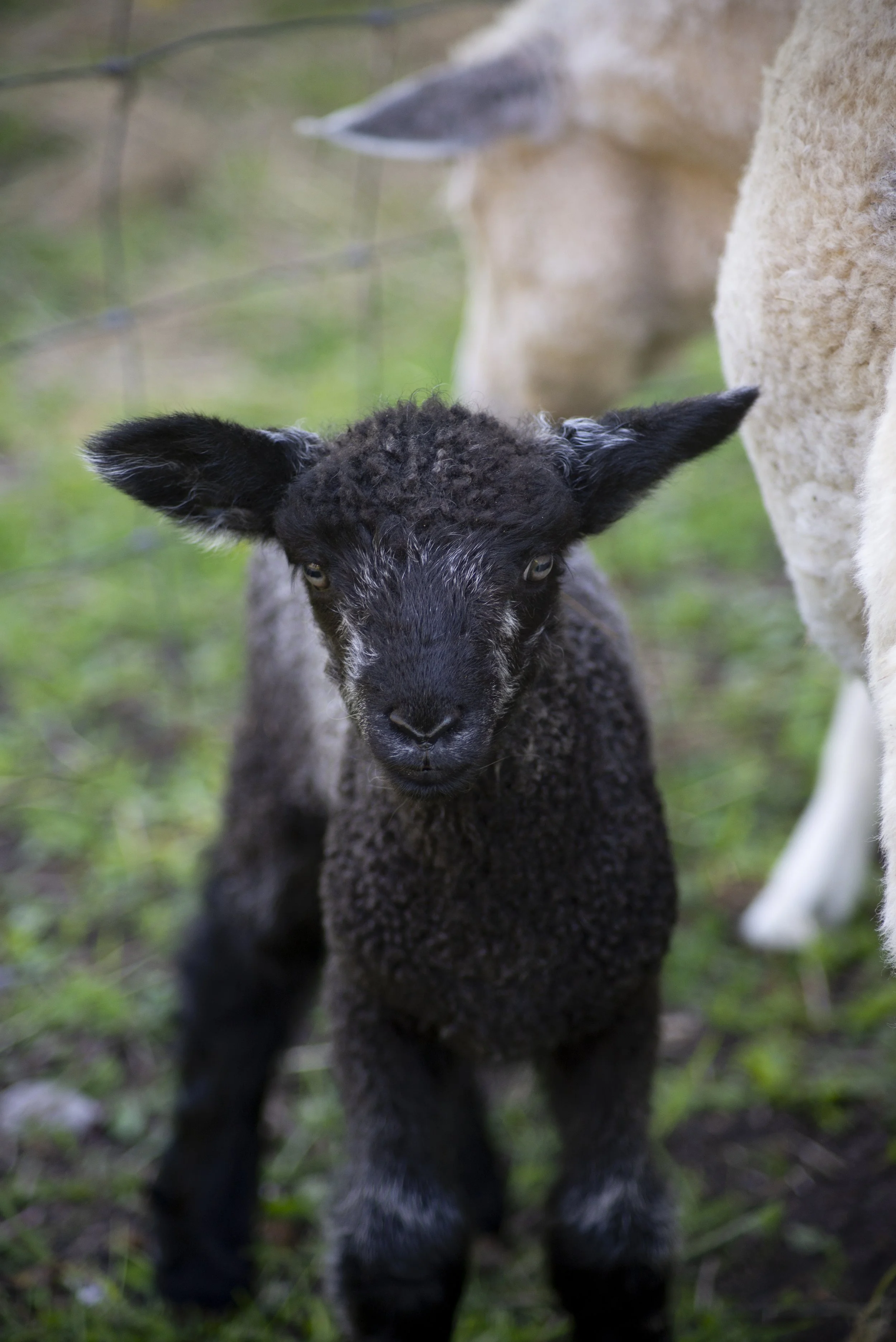 Black Lamb Closeup
