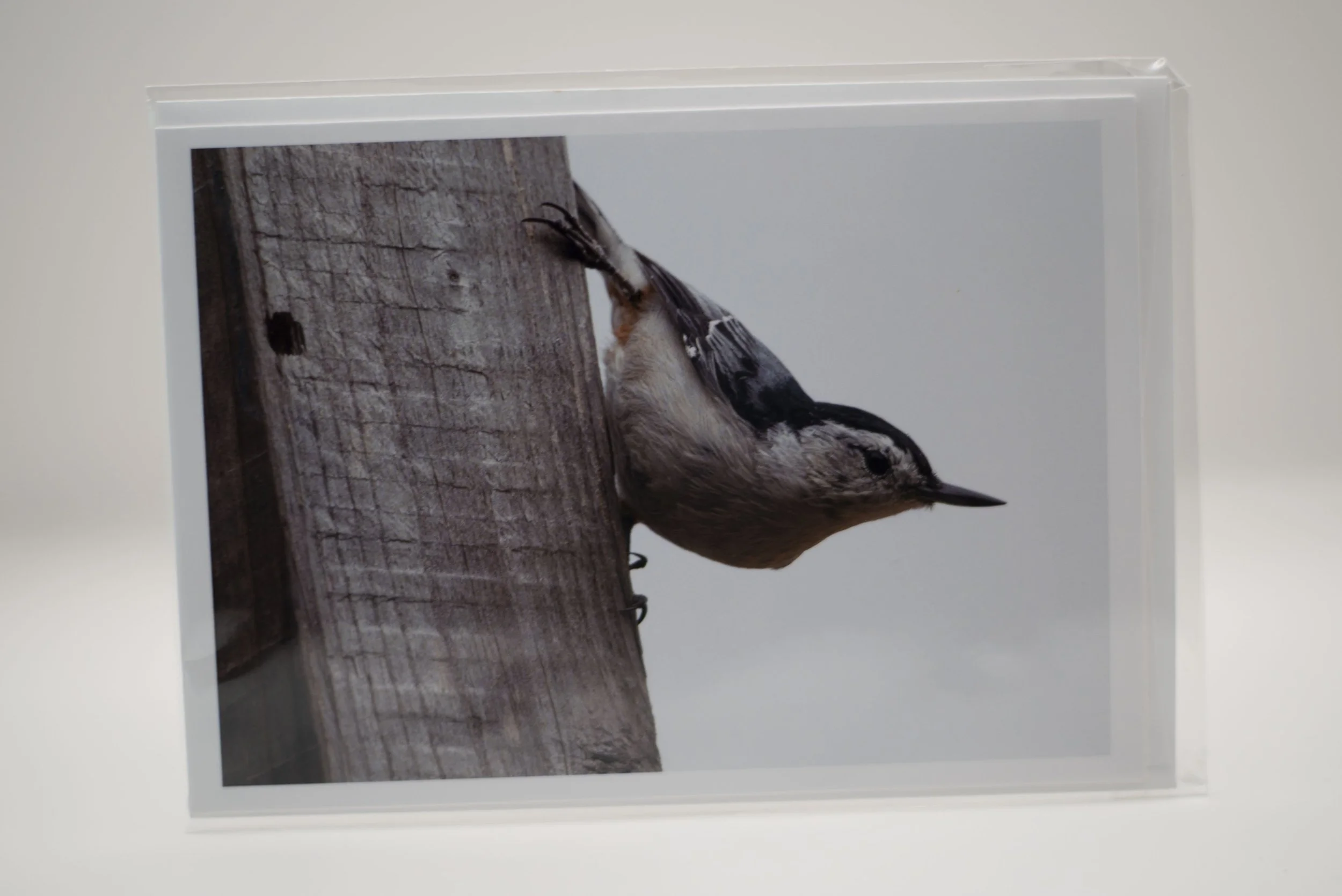 Nuthatch Notecard