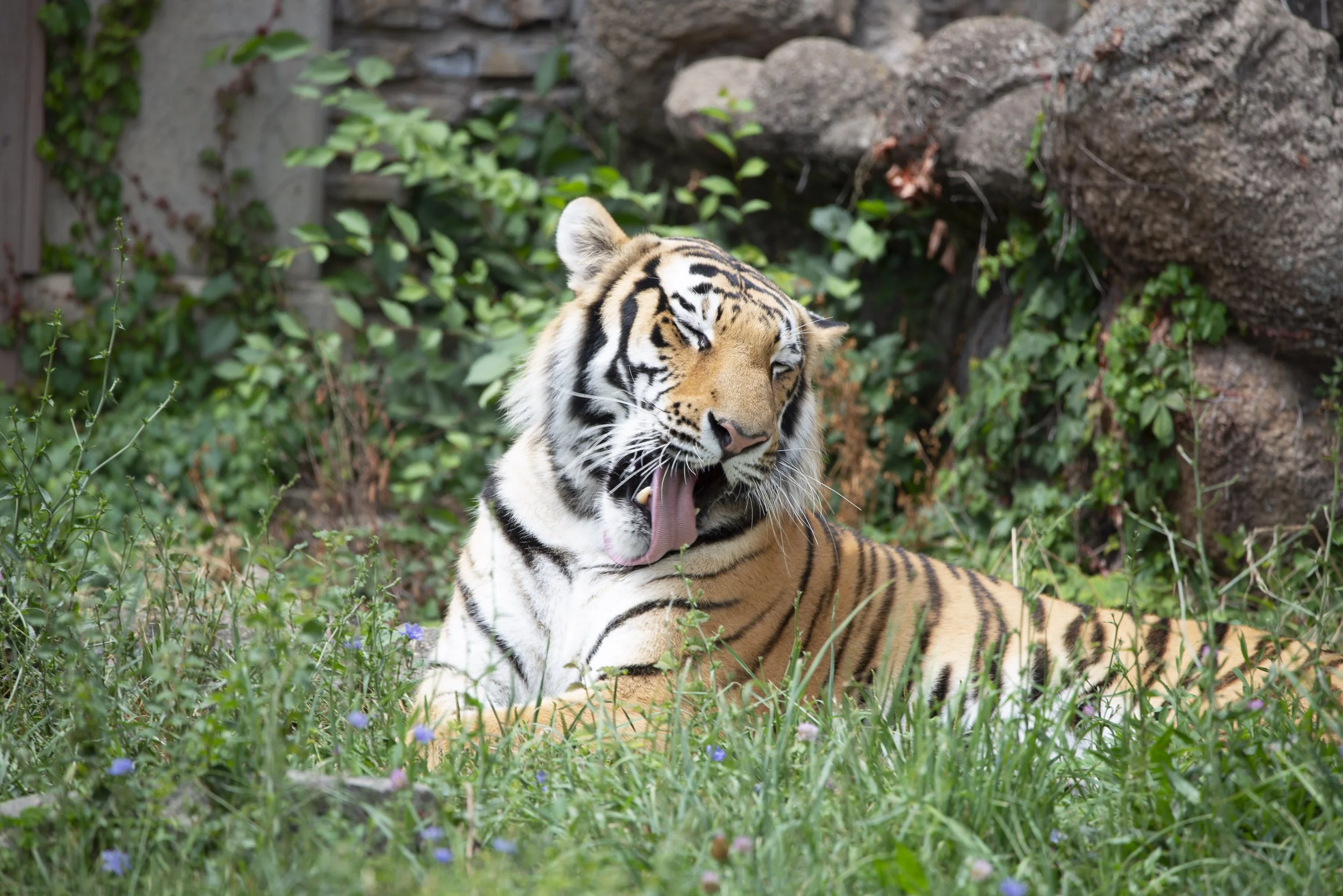 Bathing Tiger