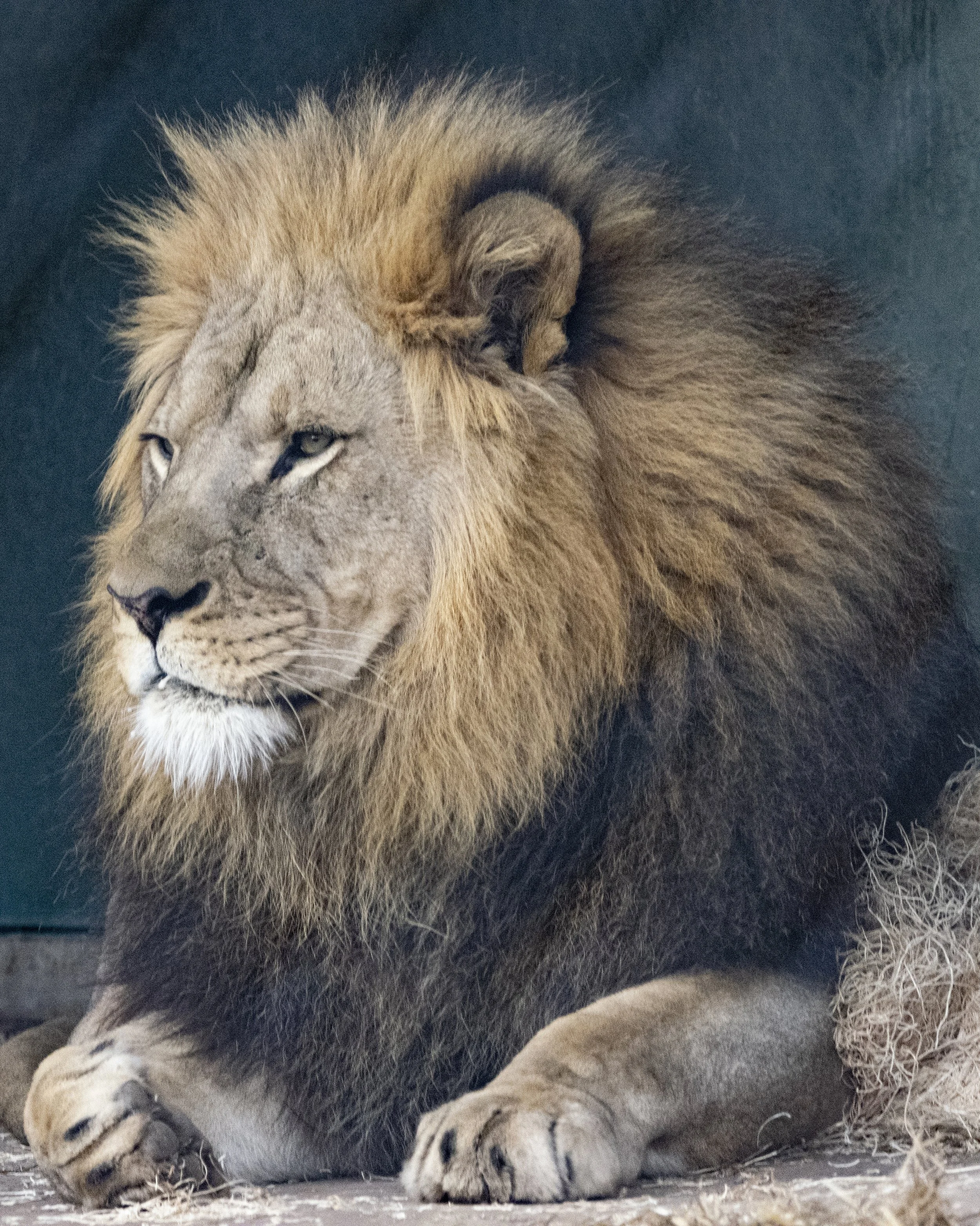 Male Lion