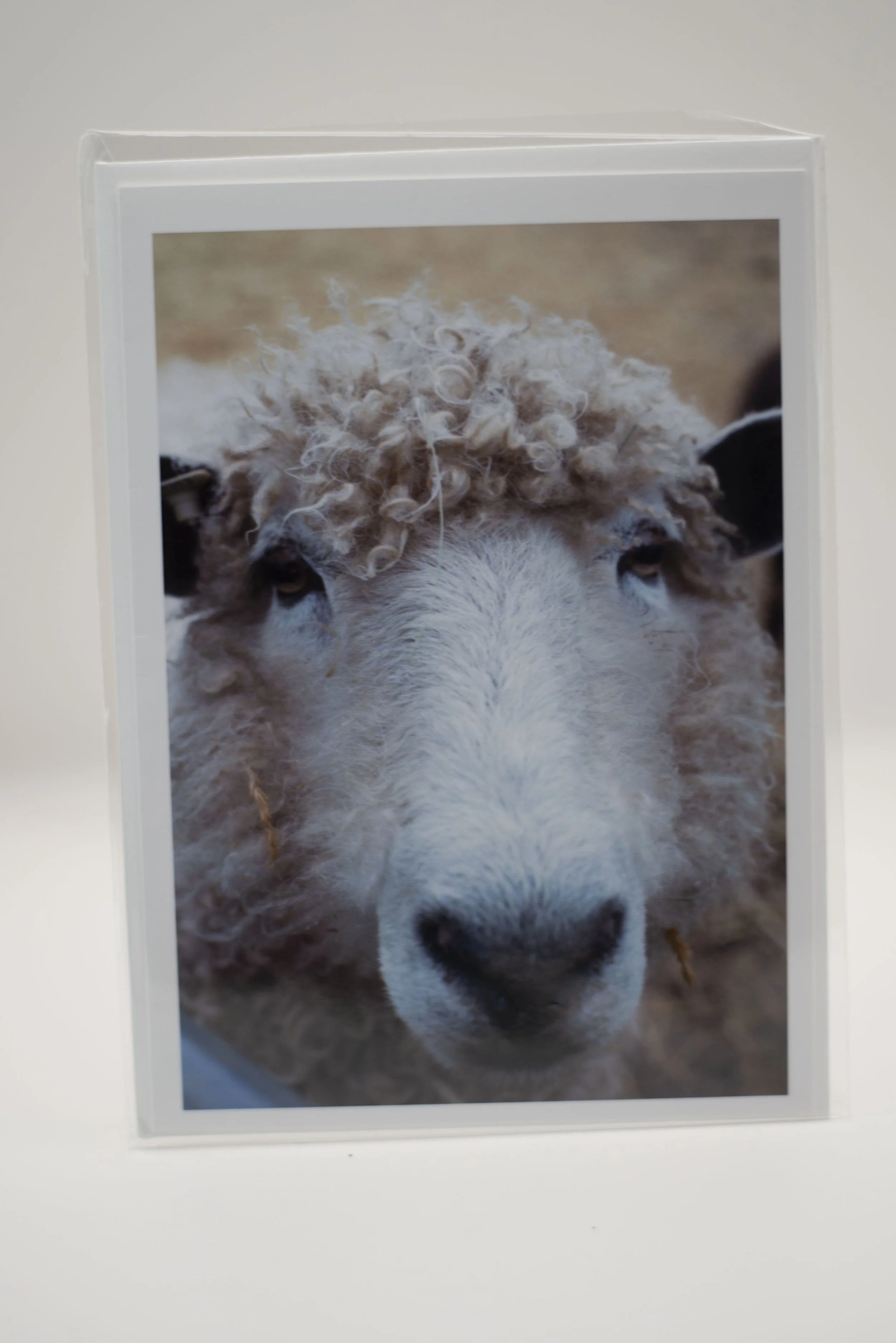 Sheep Closeup Notecard