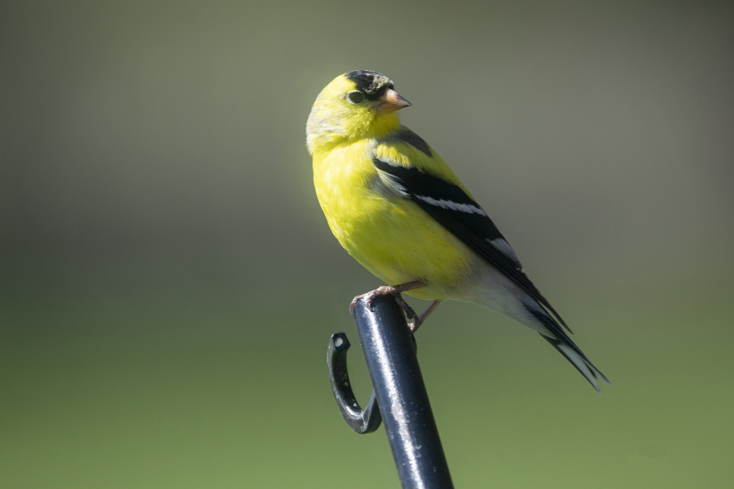 Gold Finch
