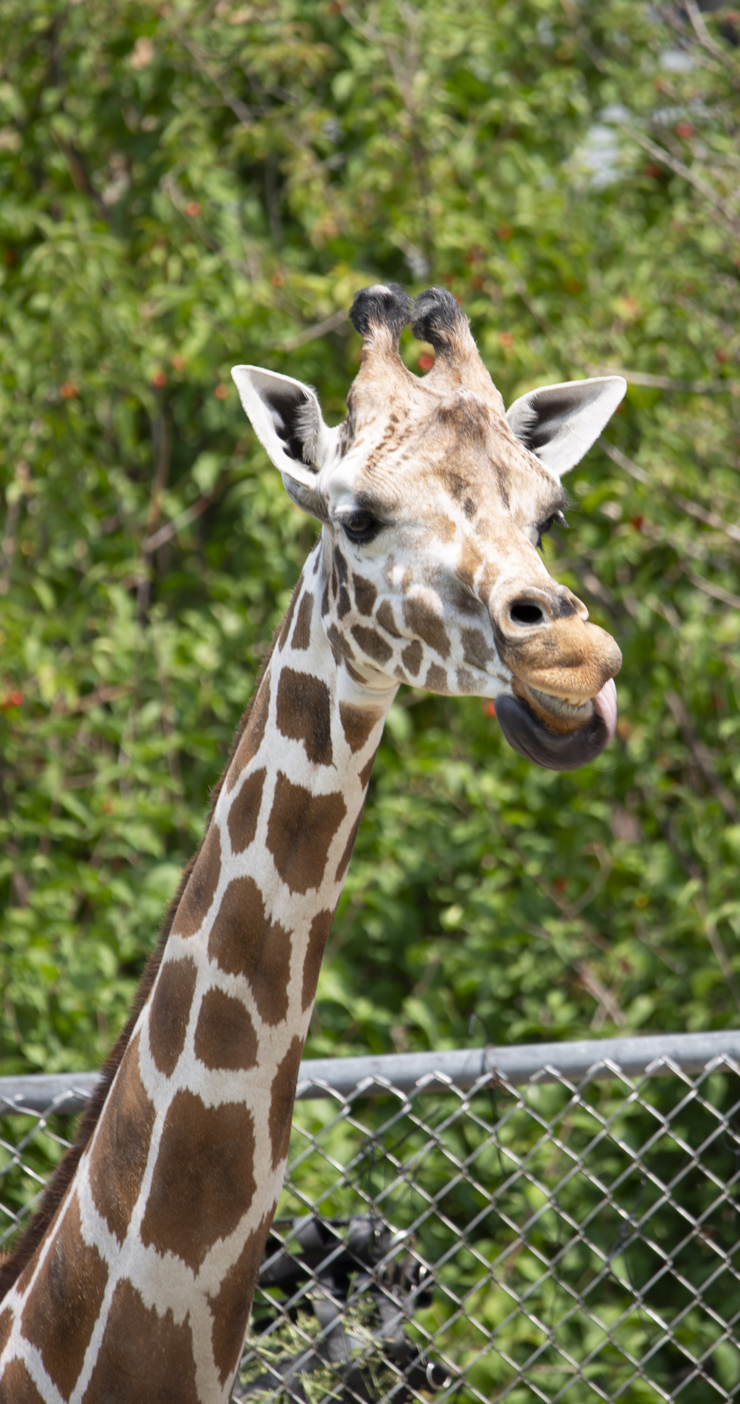 Giraffe Licking Lips