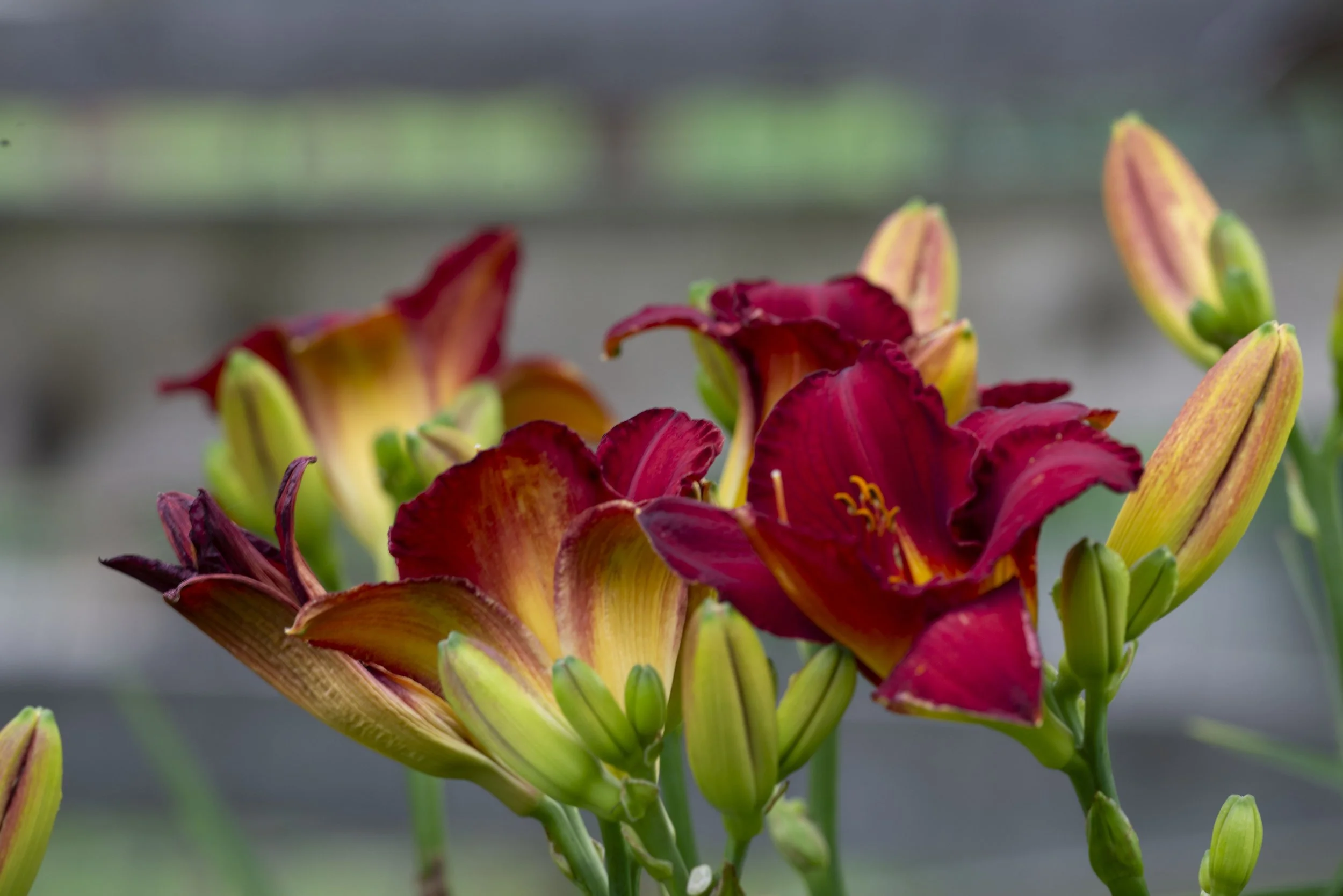 Red Yellow Lily