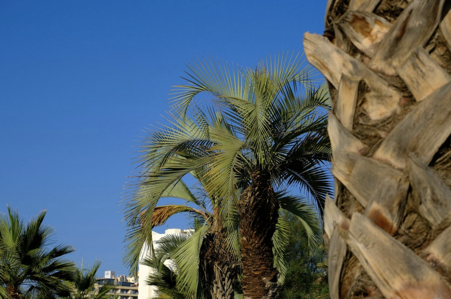 How To Properly Maintain Palm Trees on the Coast