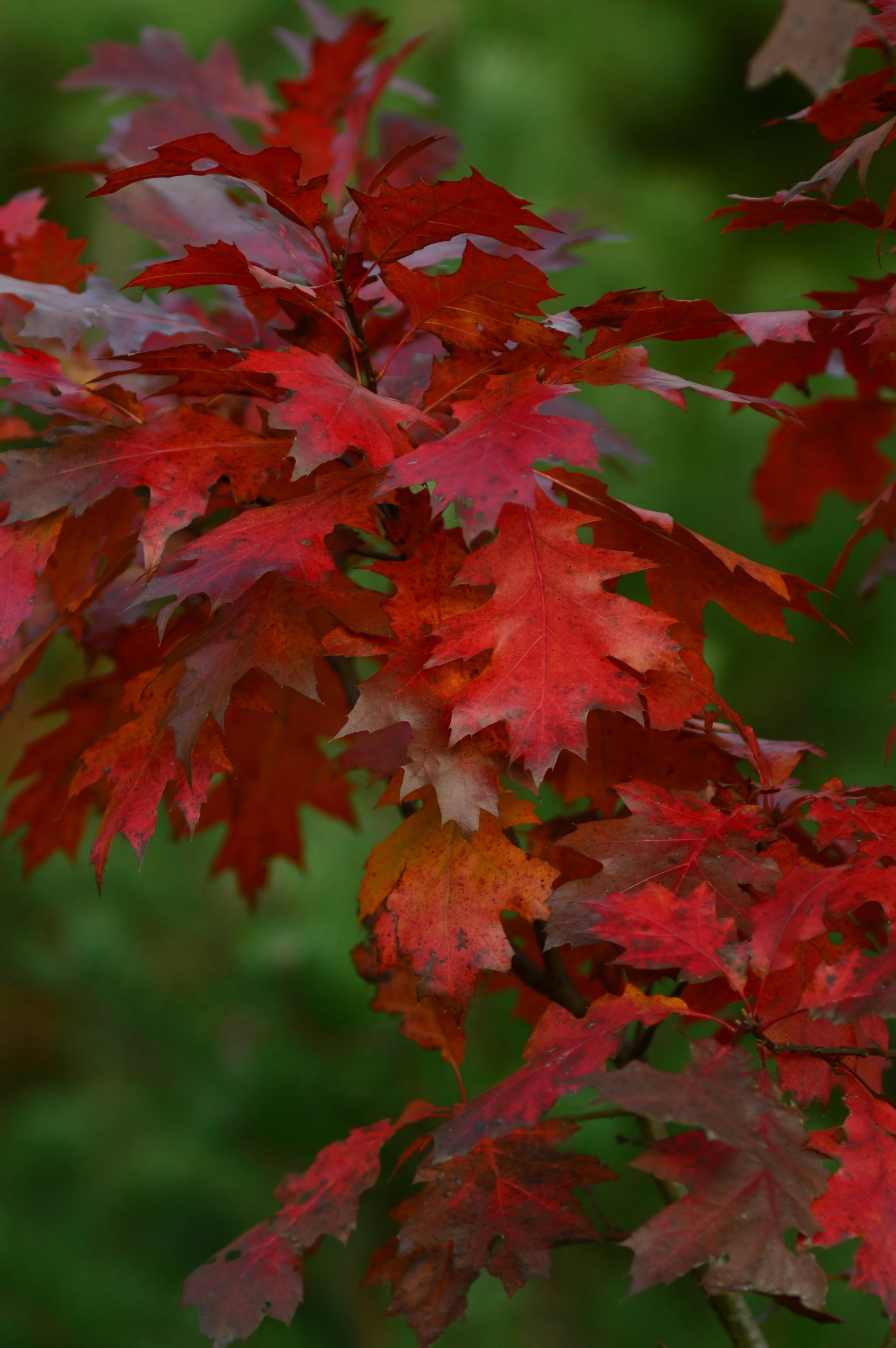Exploring the Trees and Plants of the Southeastern United States