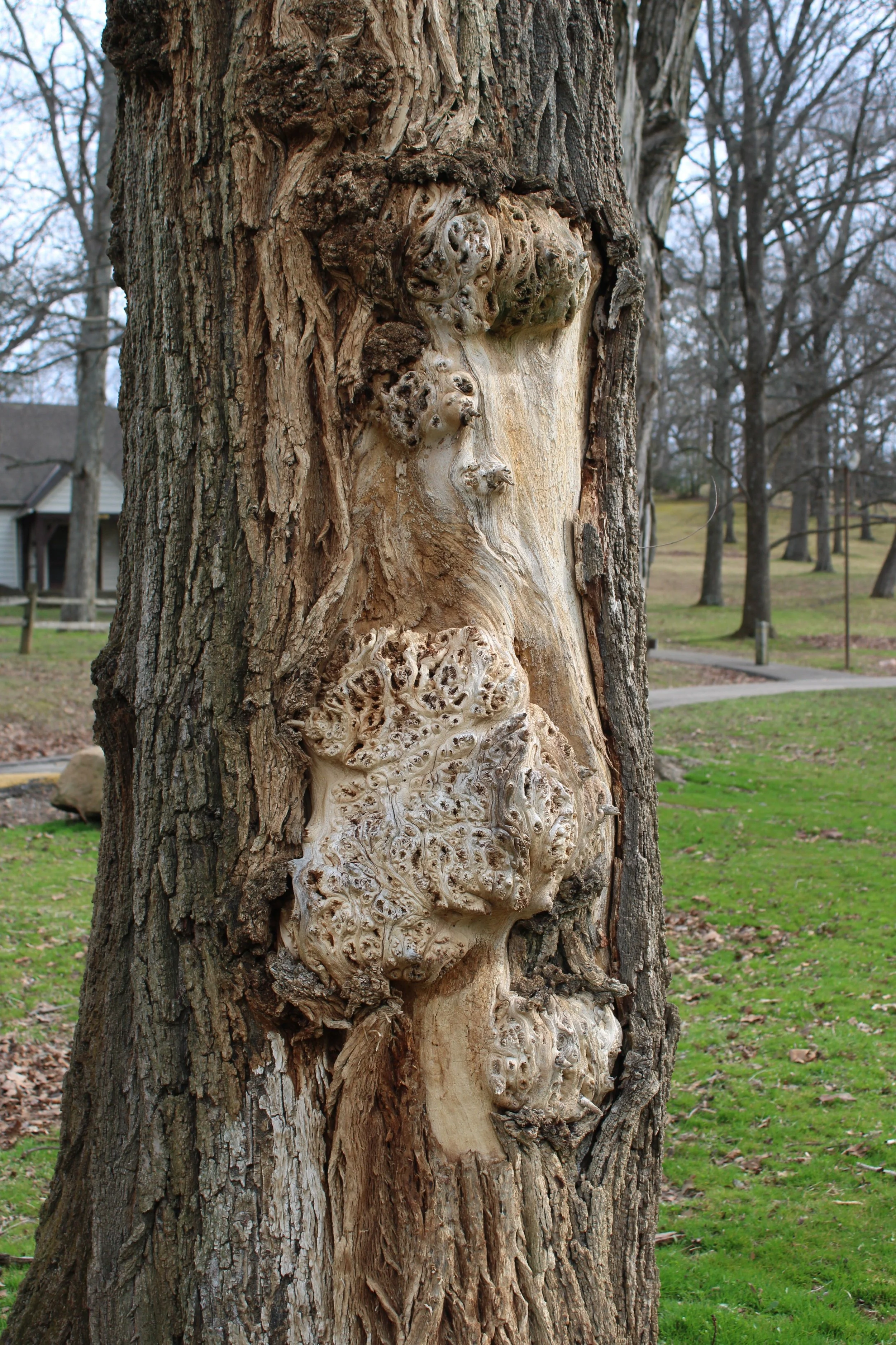 Common Tree Diseases and How to Spot Them