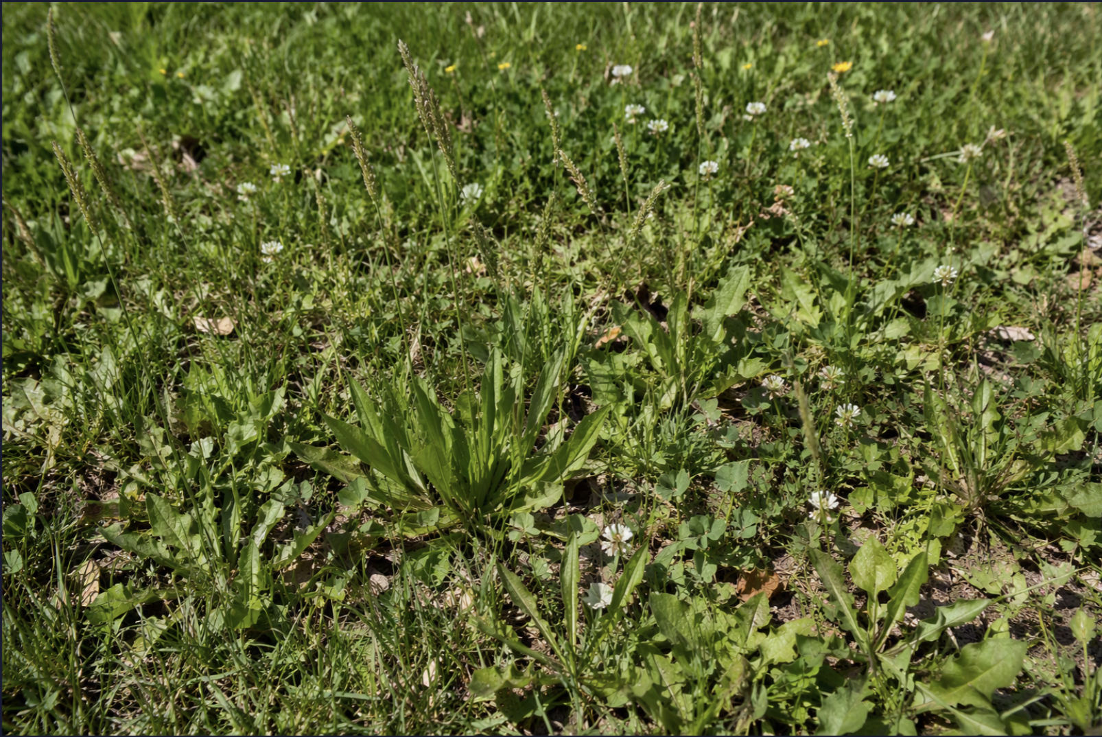 Why Weeds Thrive in Southern Lawns
