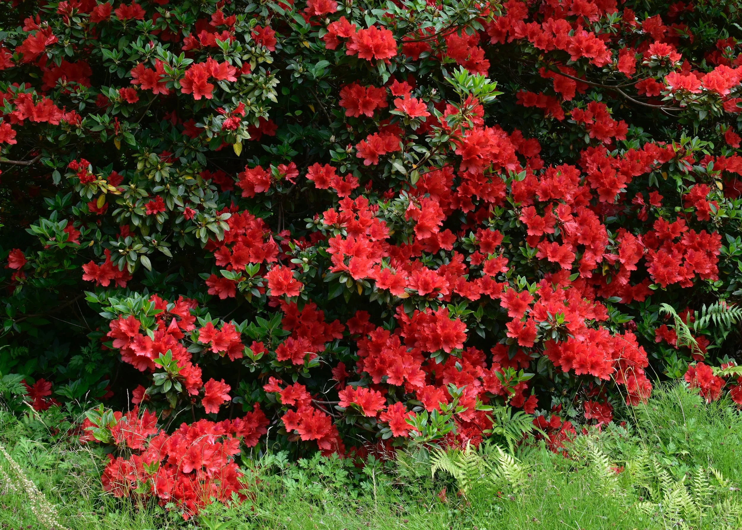 Poisonous Plants in the Landscape: How to Identify Them, Stay Safe, and Landscape with Confidence