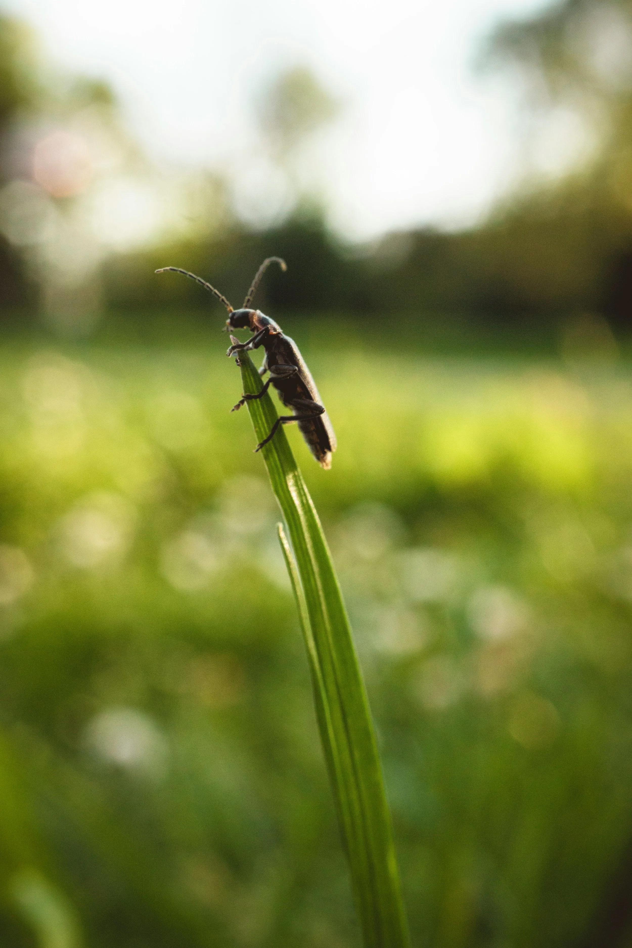Common Southeastern Landscape Pests and Prevention Tips