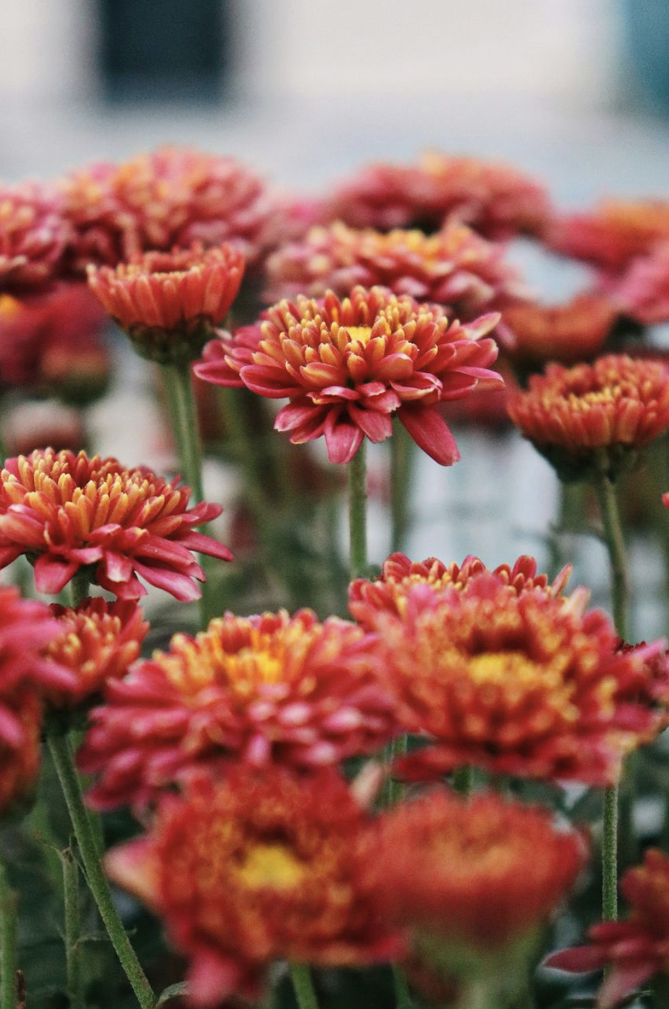 Why Seasonal Color Matters for Commercial Landscape