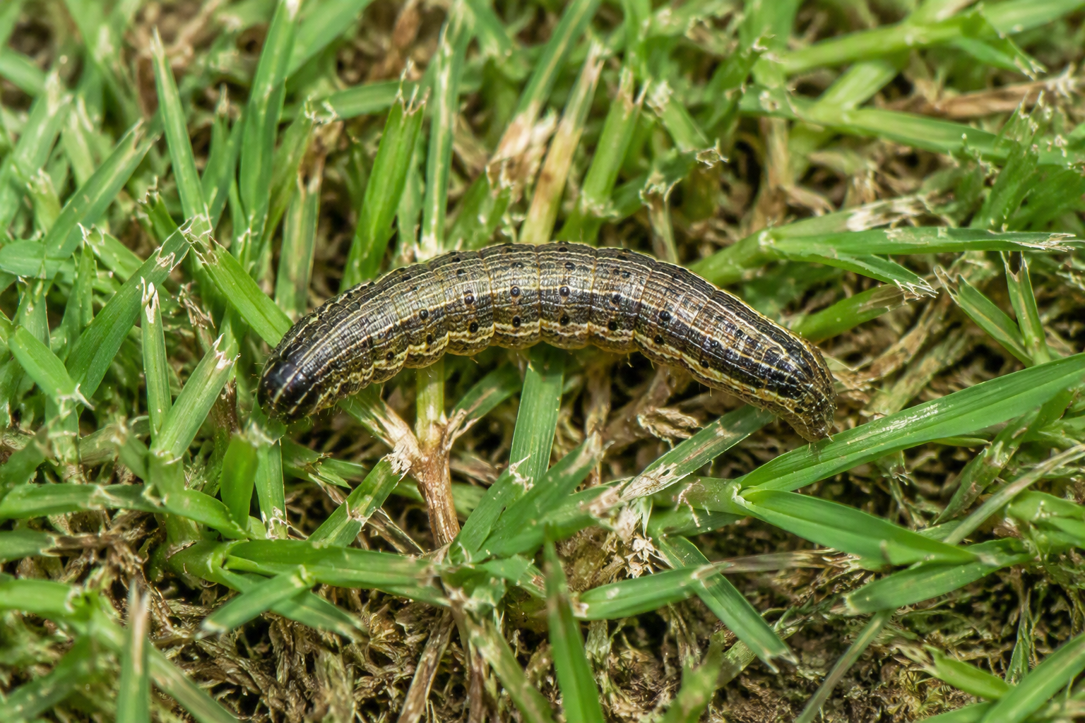 How to Spot &amp; Treat Fall Armyworms in Your Lawn