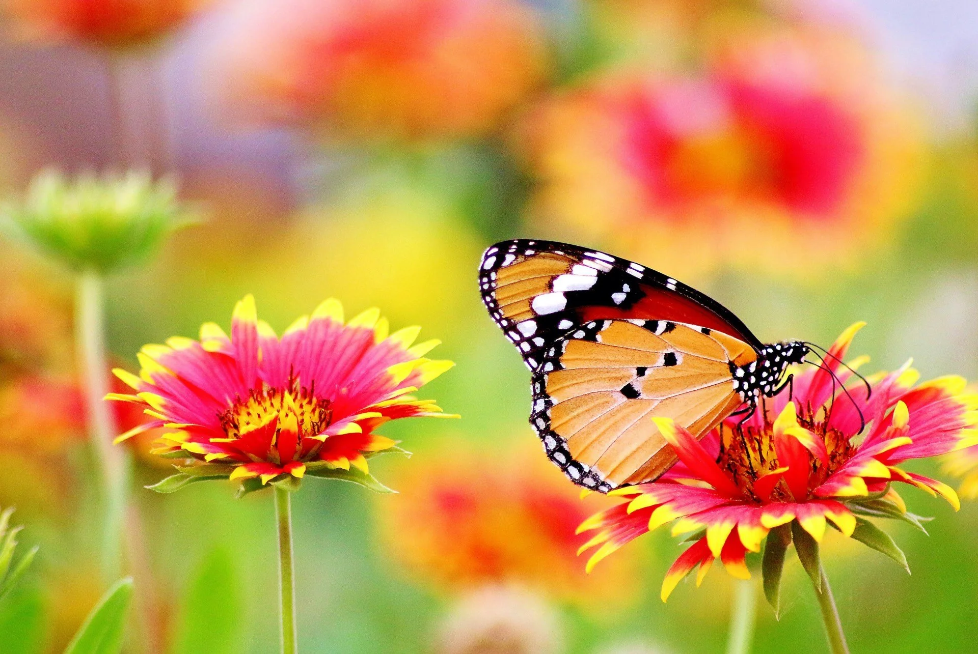 A butterfly perched on a pink and yellow flower with a blurred colorful background.