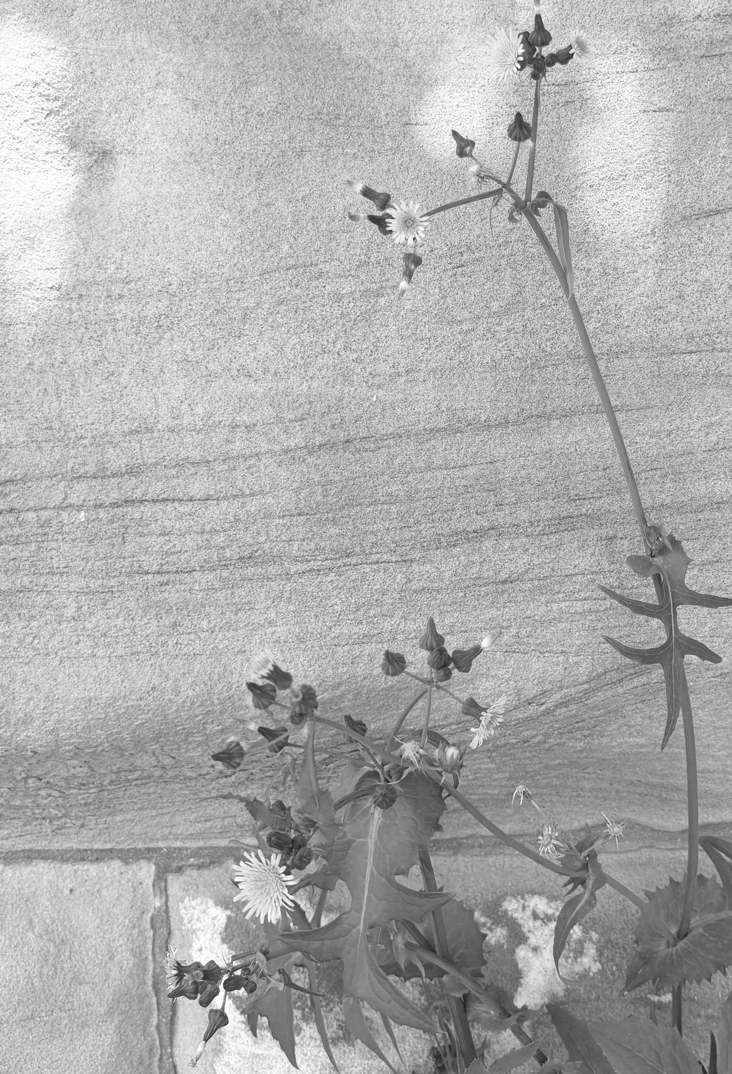 FIELD  NOTE  002: ASHES