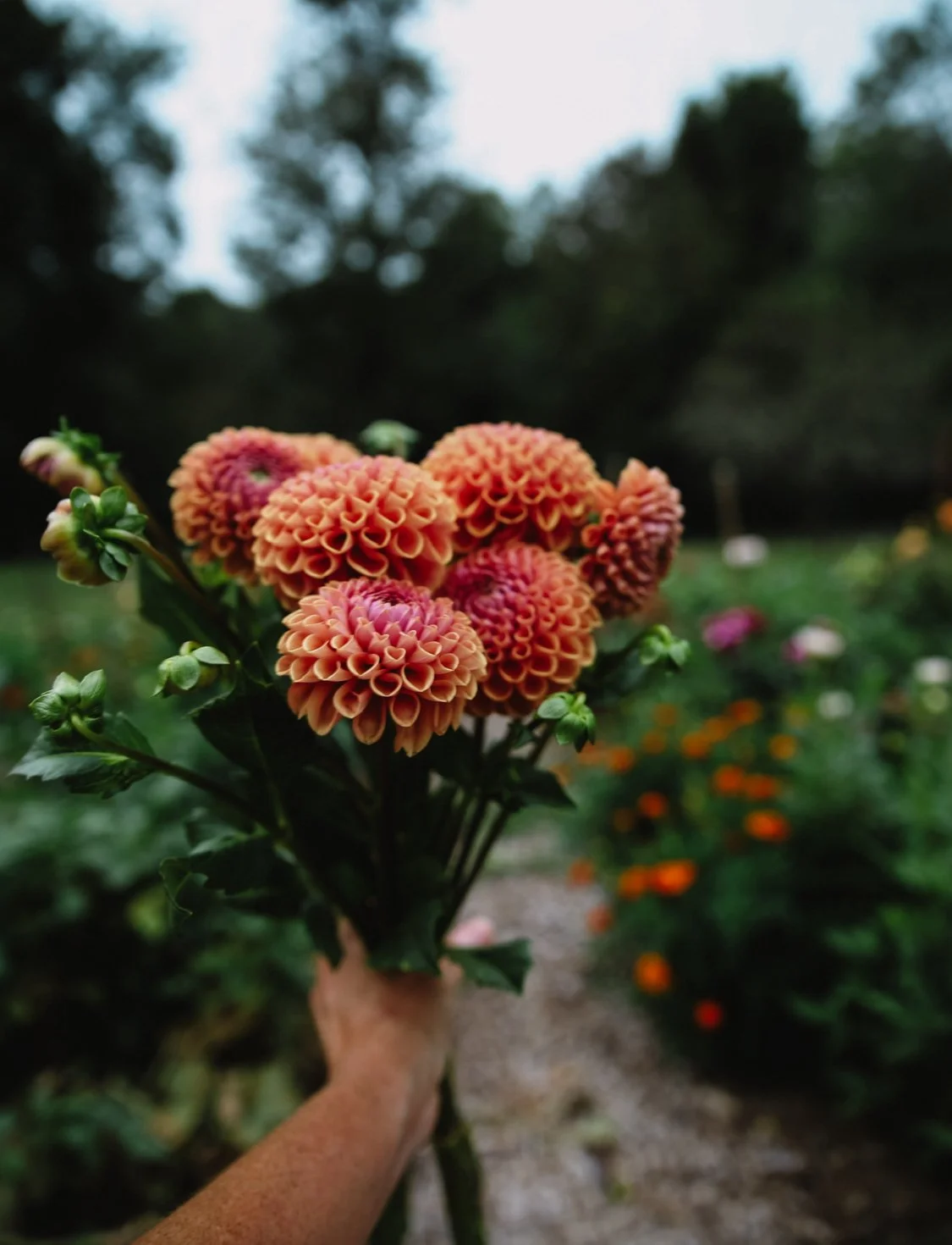A person holding a bouquet of pinkish-orange dahlia flowers in a garden with blurred colorful flowers and trees in the background.