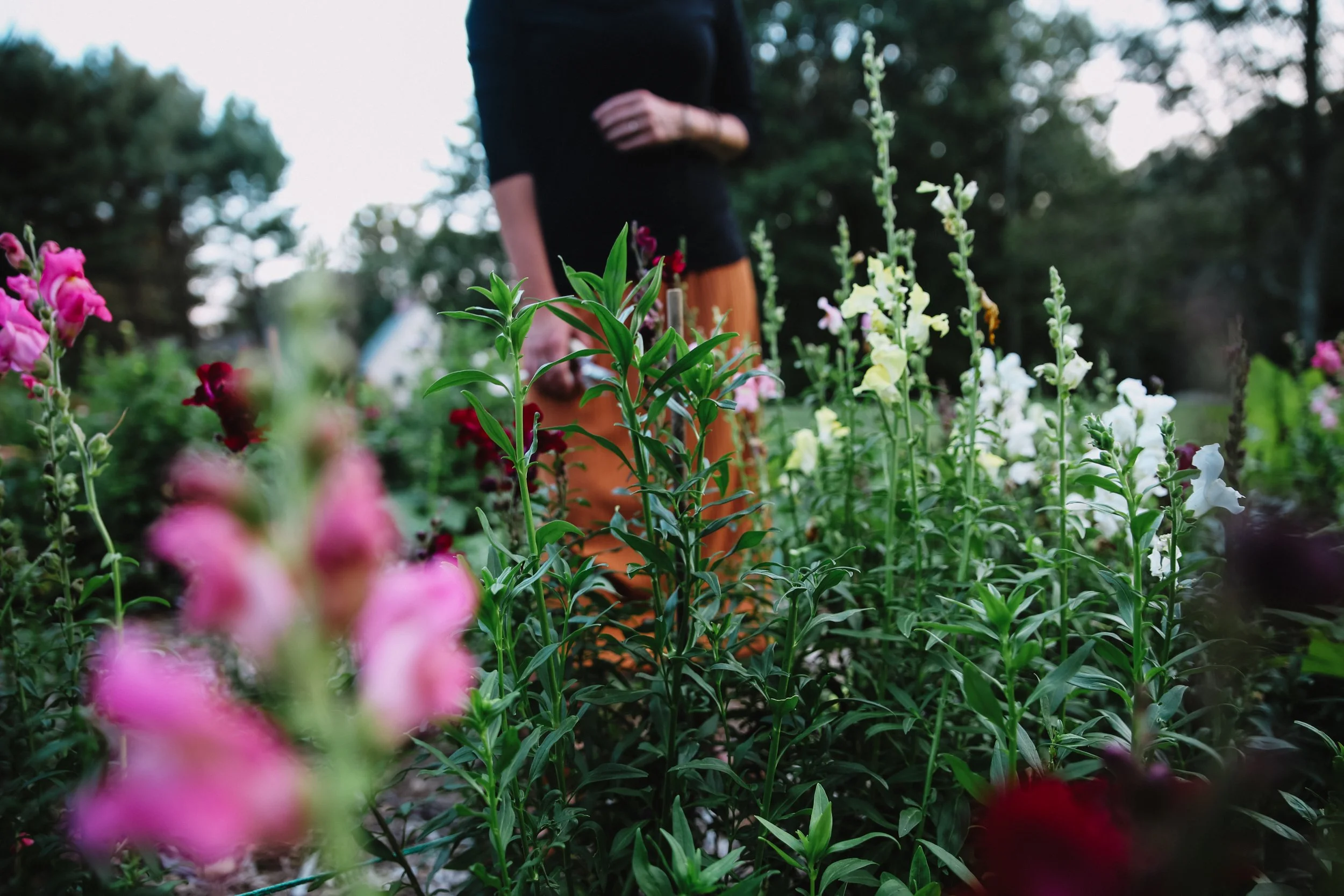 End of season at Bloom Harvest Flower Farm