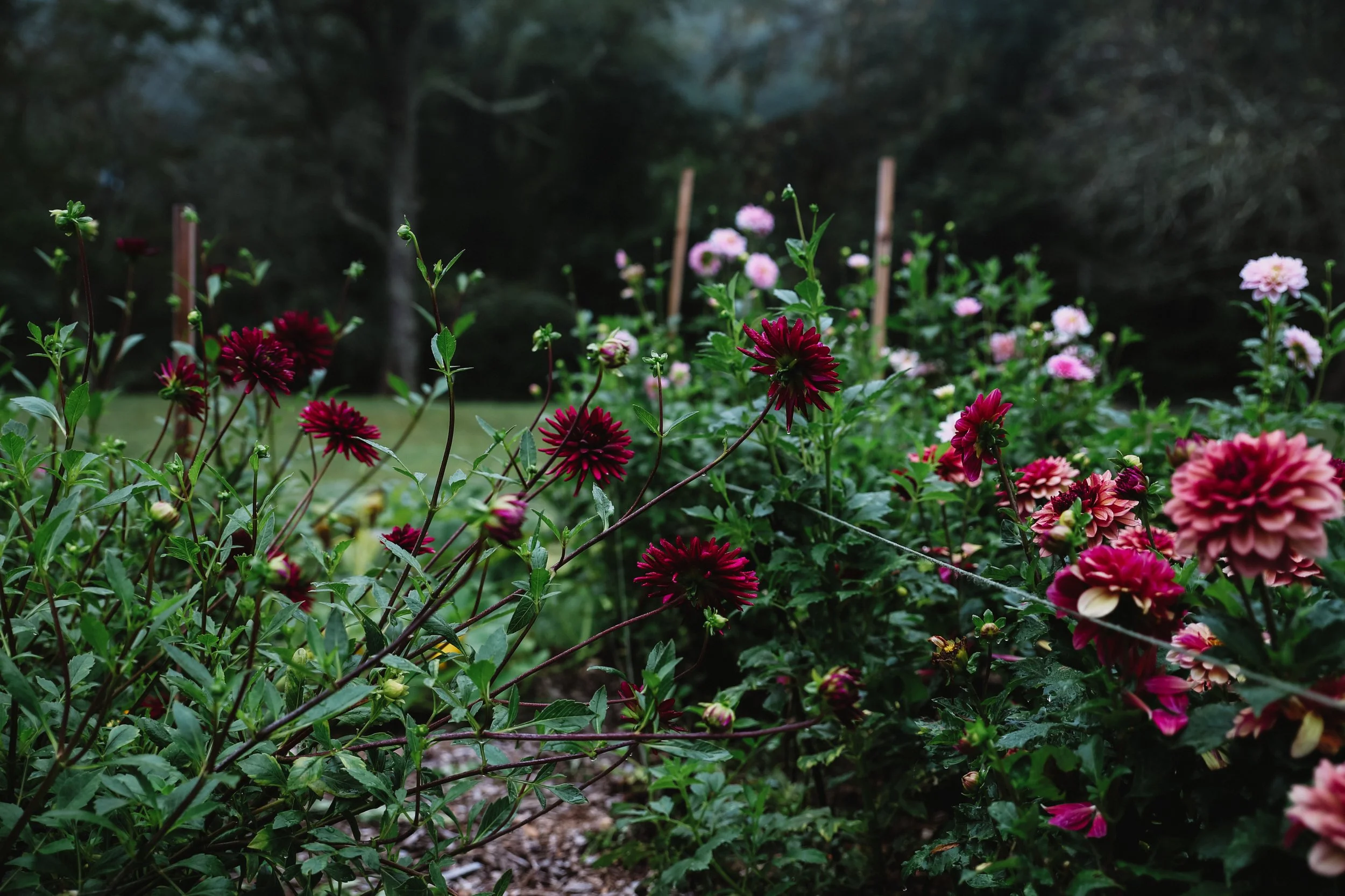 Dahlias grown at Bloom Harvest Flower Farm in Southeastern, CT