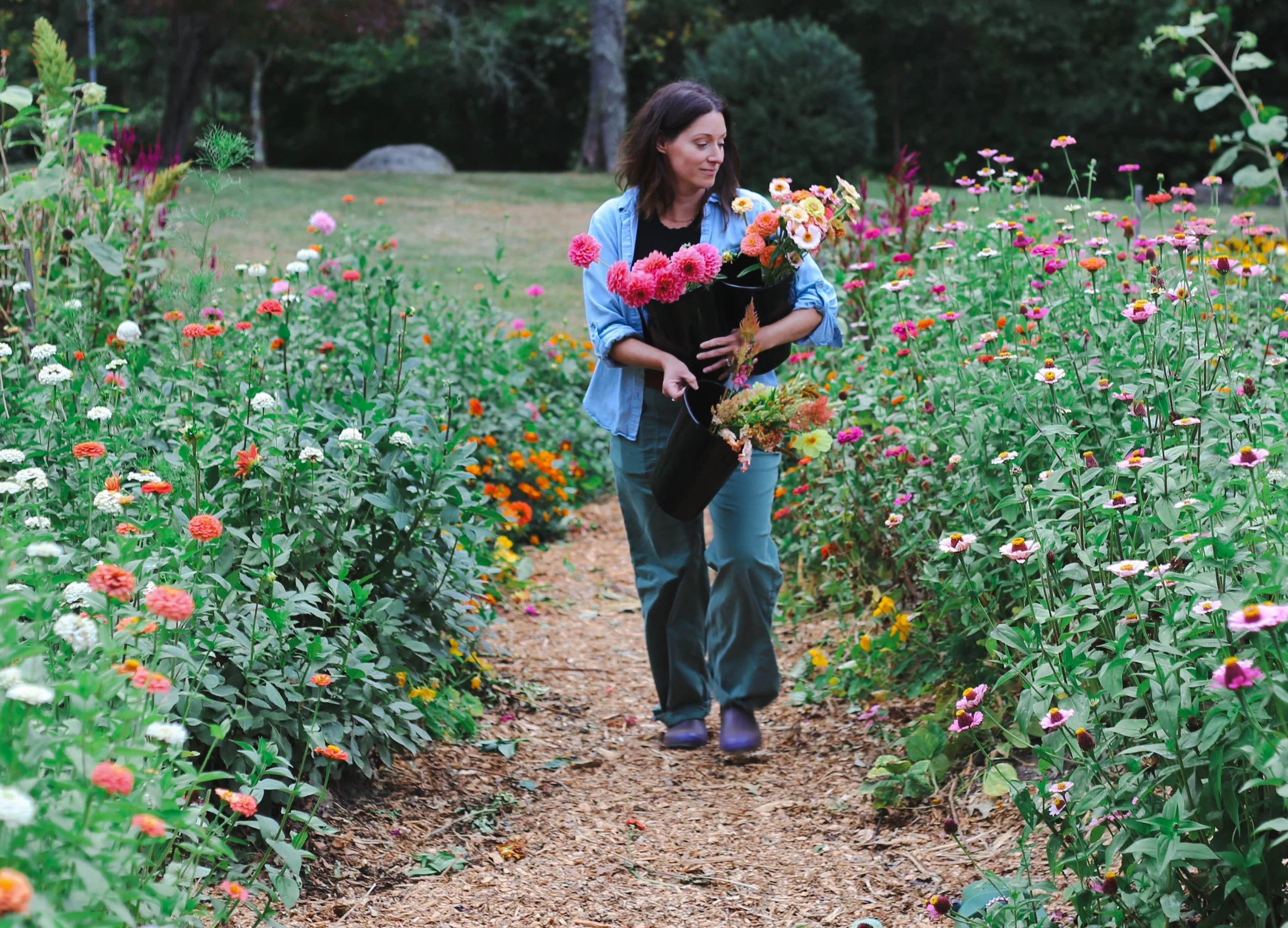 Rachel of Bloom Harvest Flower Farm in East Lyme harvesting flowers