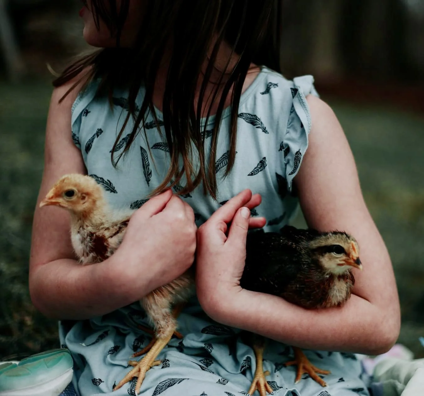 chicks copy.jpg