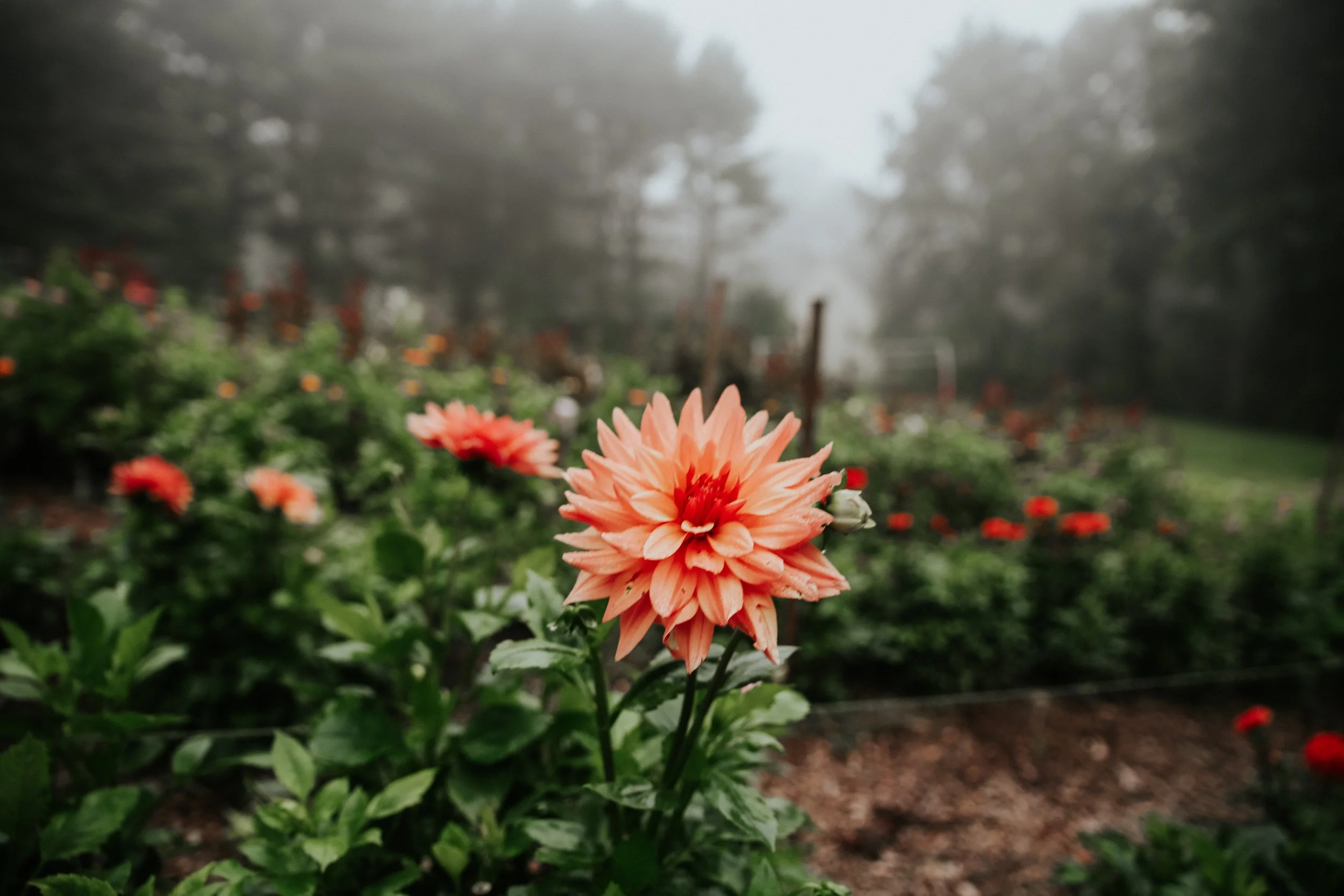 bloom harvest farm ct flower farm.JPG