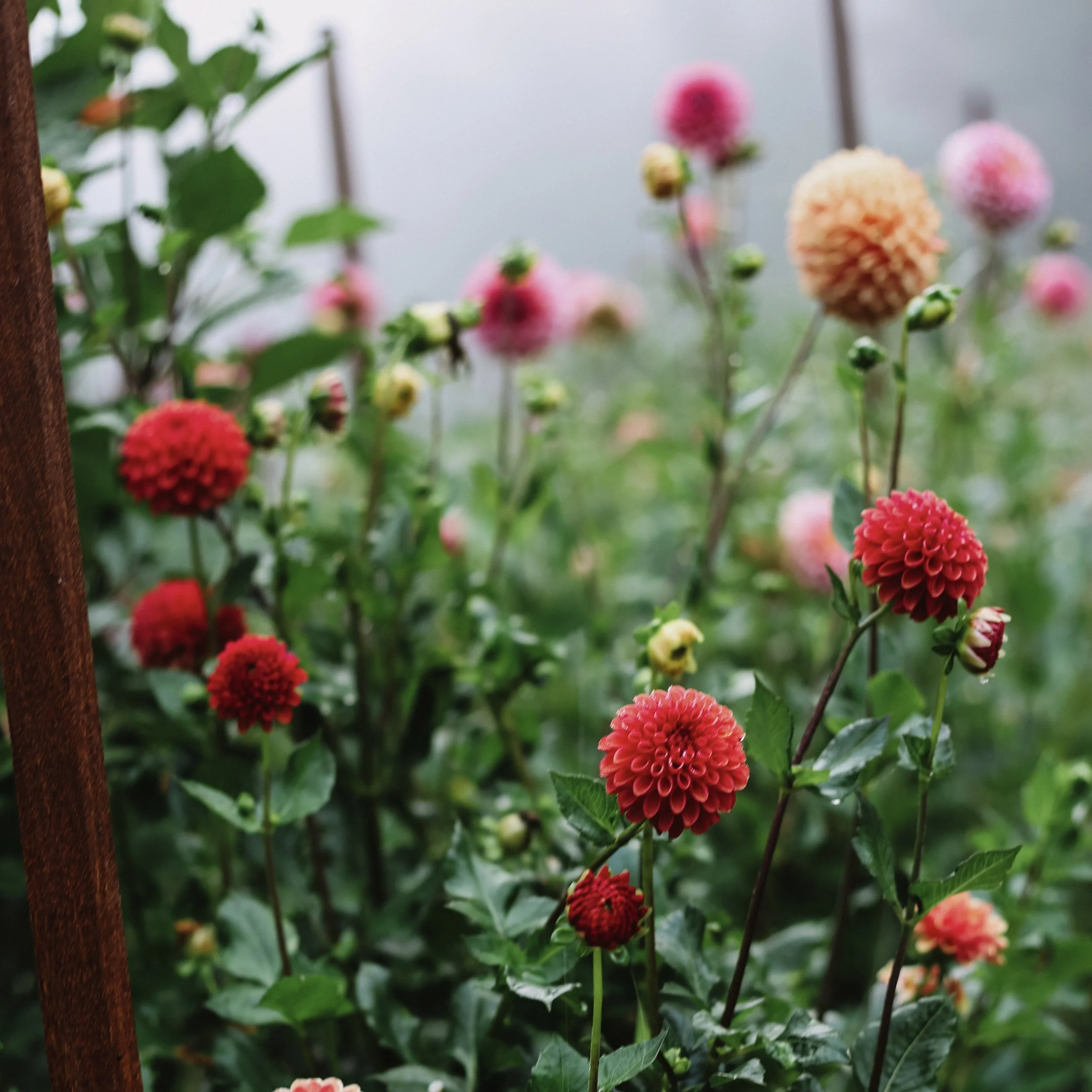 Dahlias growing at Bloom Harvest Flower Farm in East Lyme, CT 