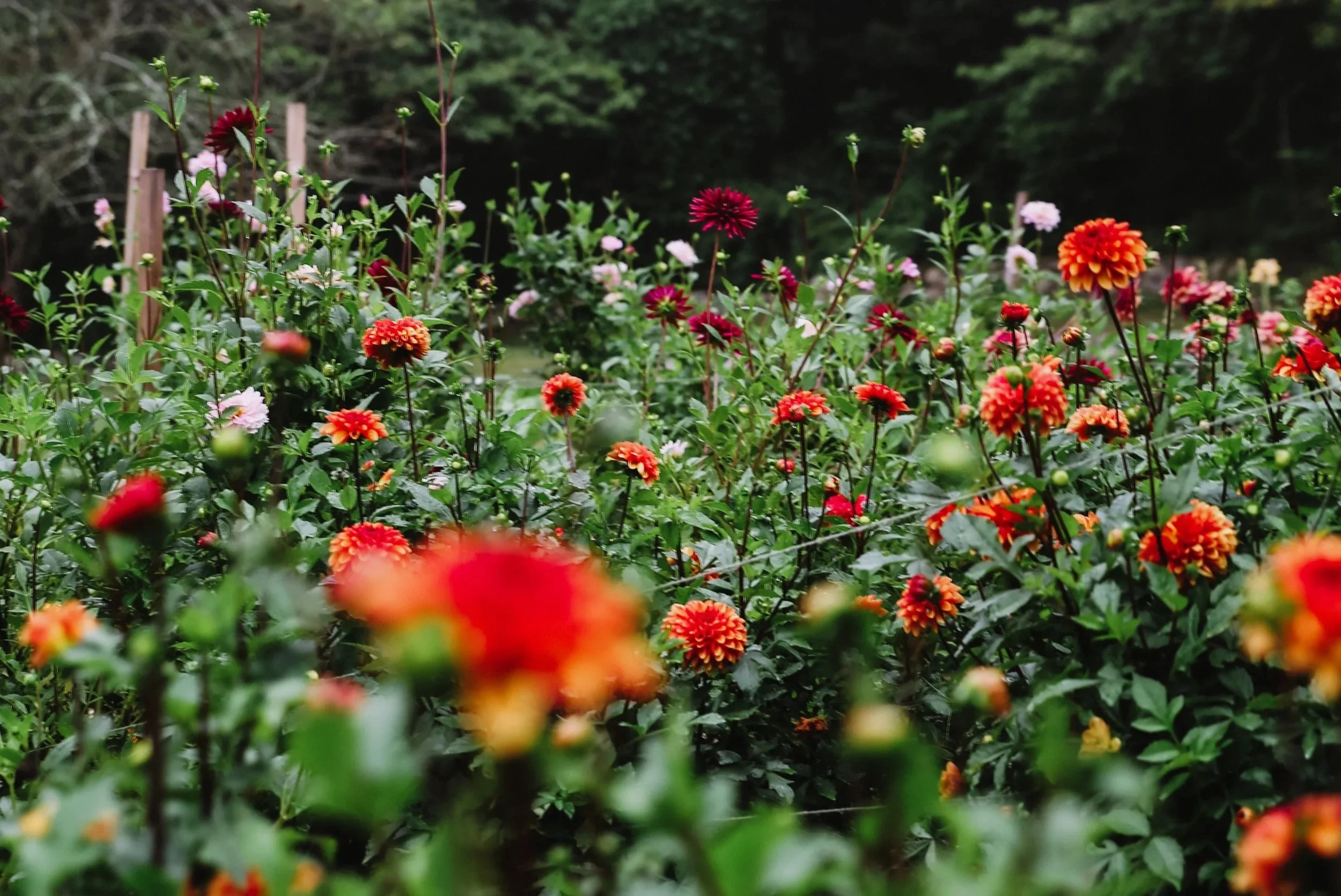 Overwintering Dahlias: How to Dig, Store and Save Your Tubers