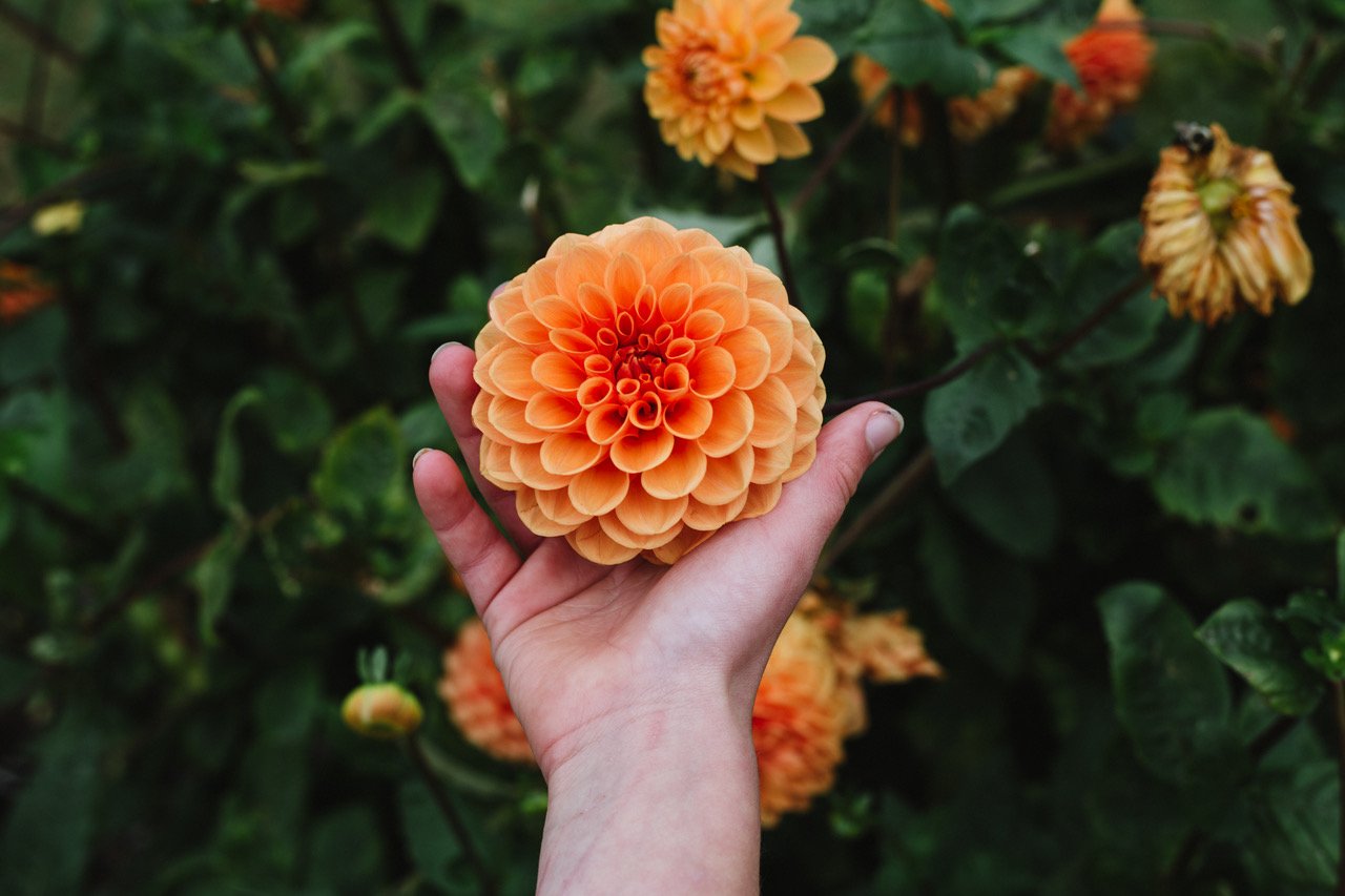 harkness dahlia.JPG