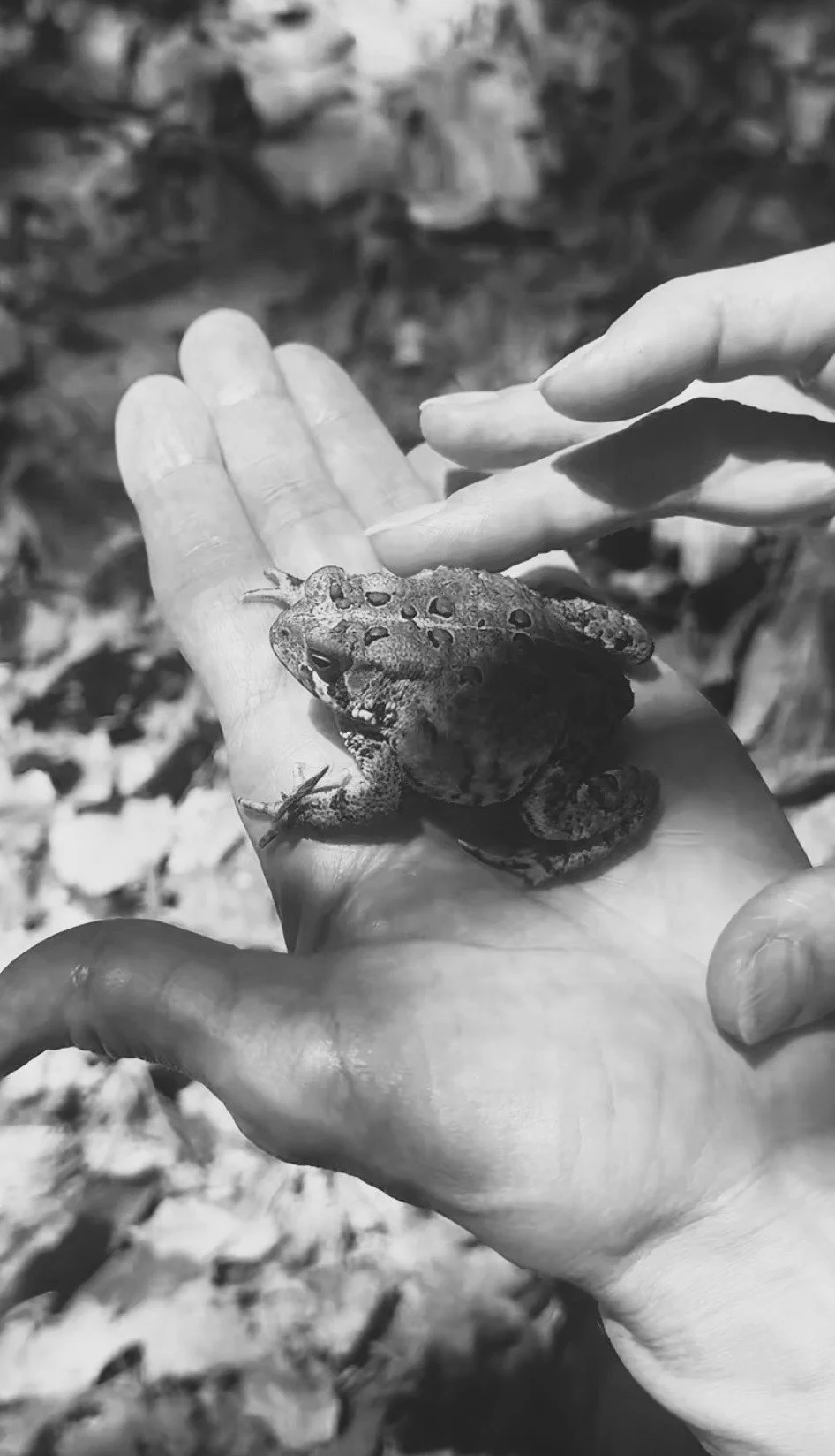 and Thou the living toad in a human hand;