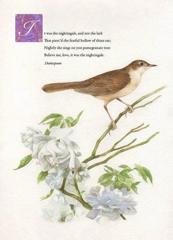 moreiro_valentine_nightingale.jpg