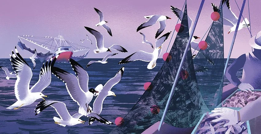 seagulls14_15.jpg