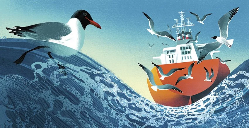 seagulls4_5.jpg