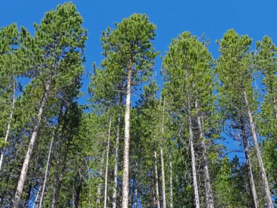 cover-e1565442752625.webp
