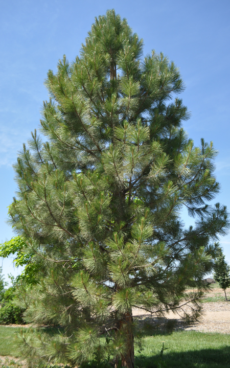 ponderosa-pine.png