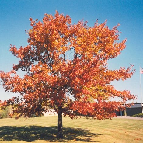 Oak-Red.jpg