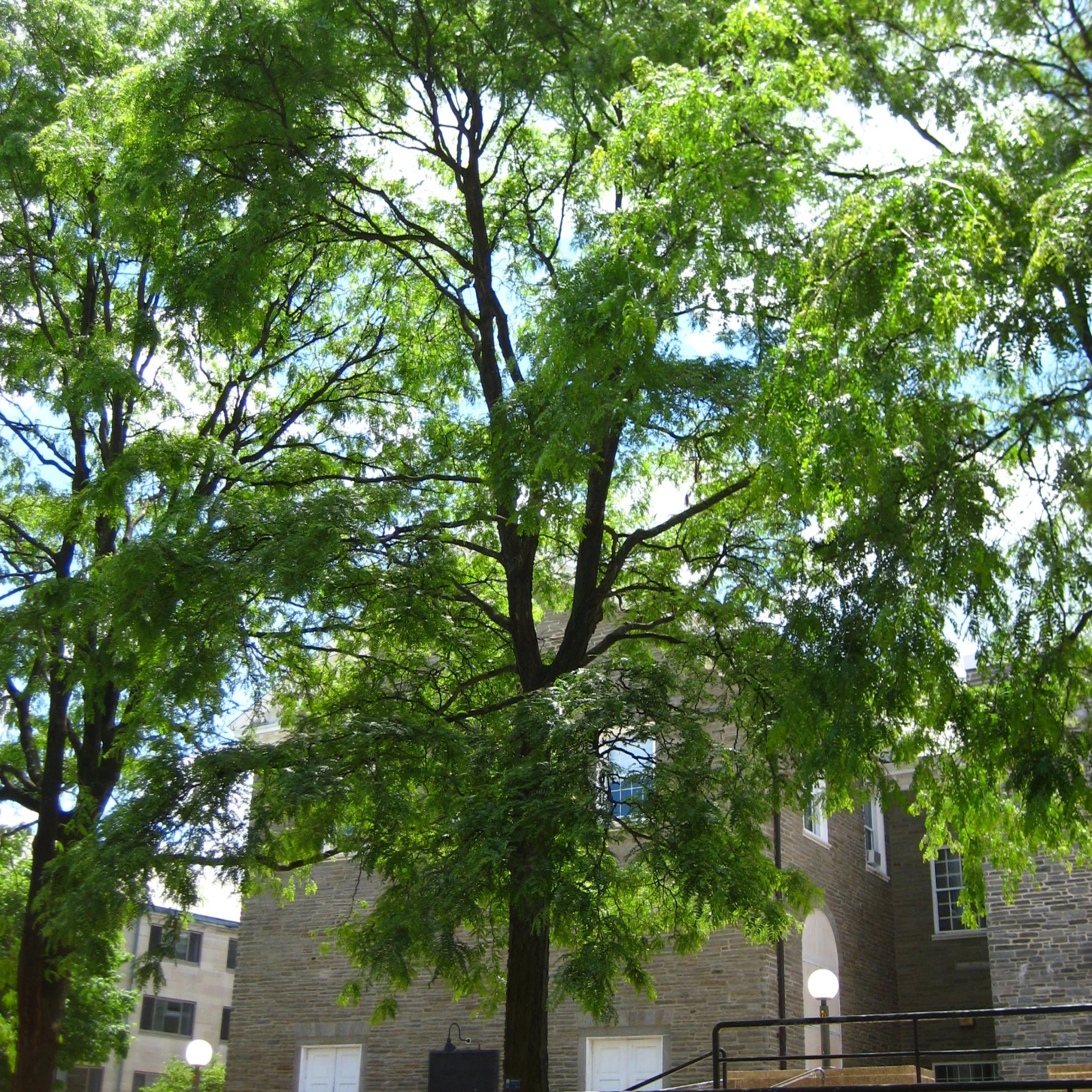 Honeylocust-Thornless.jpg