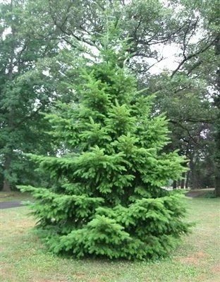 DouglasFir-2T.jpg