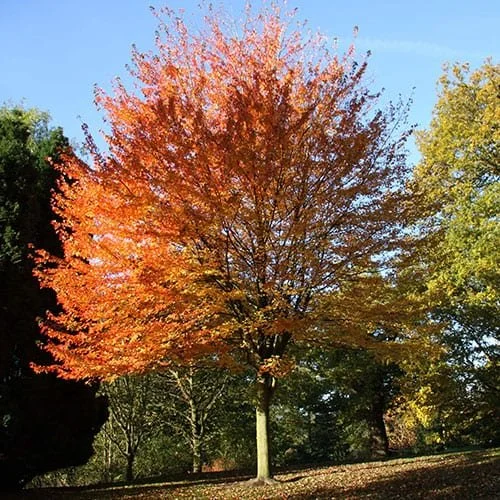 Maple-Rubrum-2.jpg