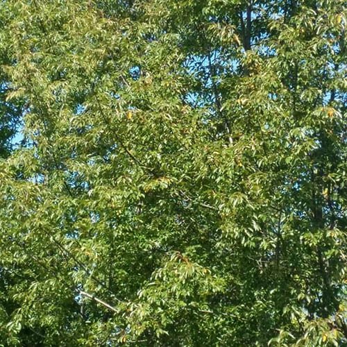 Black-Cherry-1.jpg