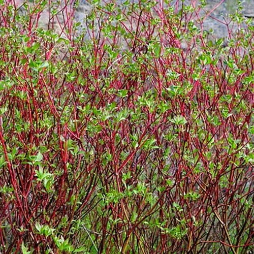 Dogwood-Redosier-1.jpg
