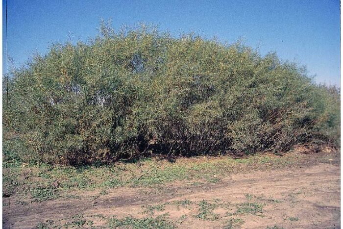 willow-sandbar-usda-plant-file-700x467.jpg