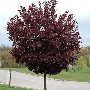 Cherry-Canada-Red.jpg