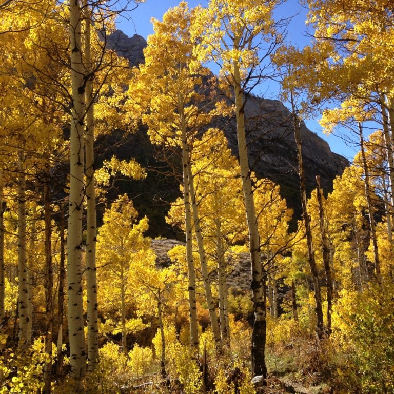 Aspen-Quaking-768x768.jpg