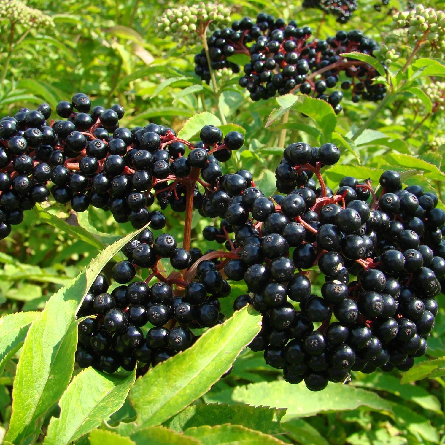 Elderberry.jpg