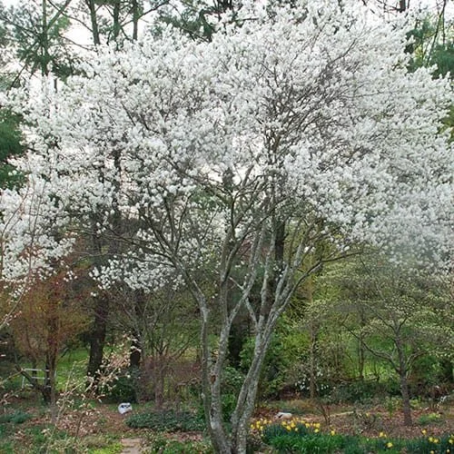 Serviceberry-2.jpg