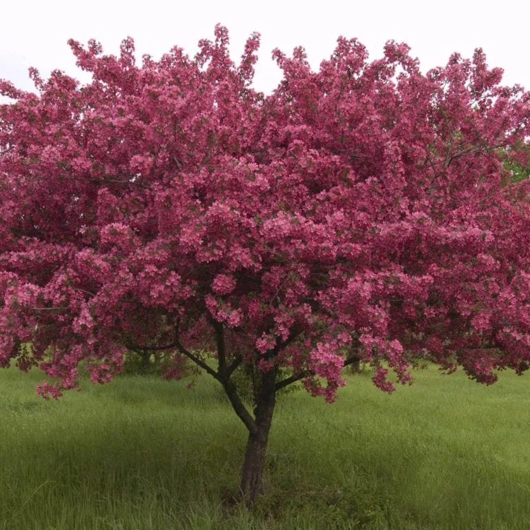 Crabapple-Red-Splendor-768x768.jpg