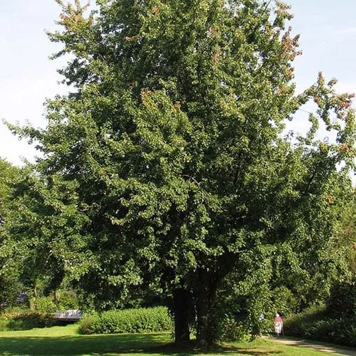 Maple-Silver-2.jpg
