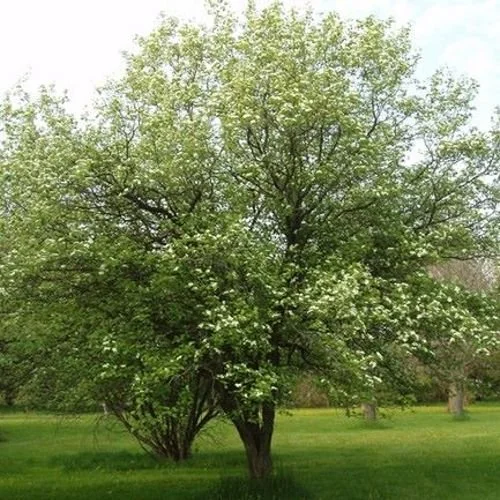 plant_32324_user_1656_20220617220756.jpg